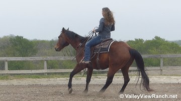 Mandas Doc - regular and bridleless jog, lope, stops! - ValleyViewRanch.net