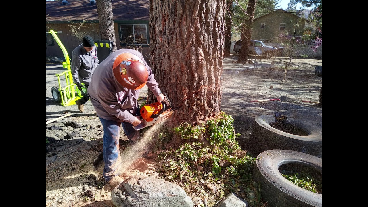 Large Pine Tree Removal Too Close To The House - YouTube