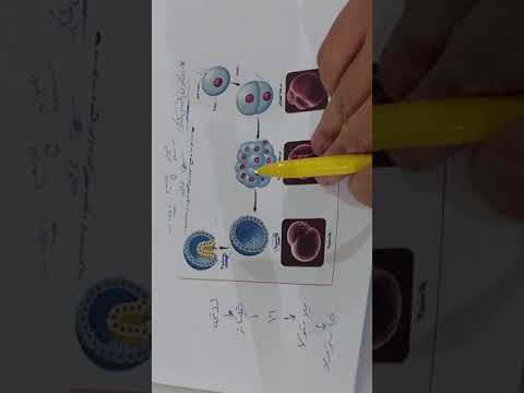 التكوين الجنيني المبكر