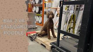 BAY, 2 YEAR OLD STANDARD POODLE | OFF LEASH OBEDIENCE TRAINING by Off Leash K9 Training Columbus 30 views 8 days ago 5 minutes, 6 seconds