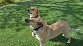BDRR Stella & Cassie video