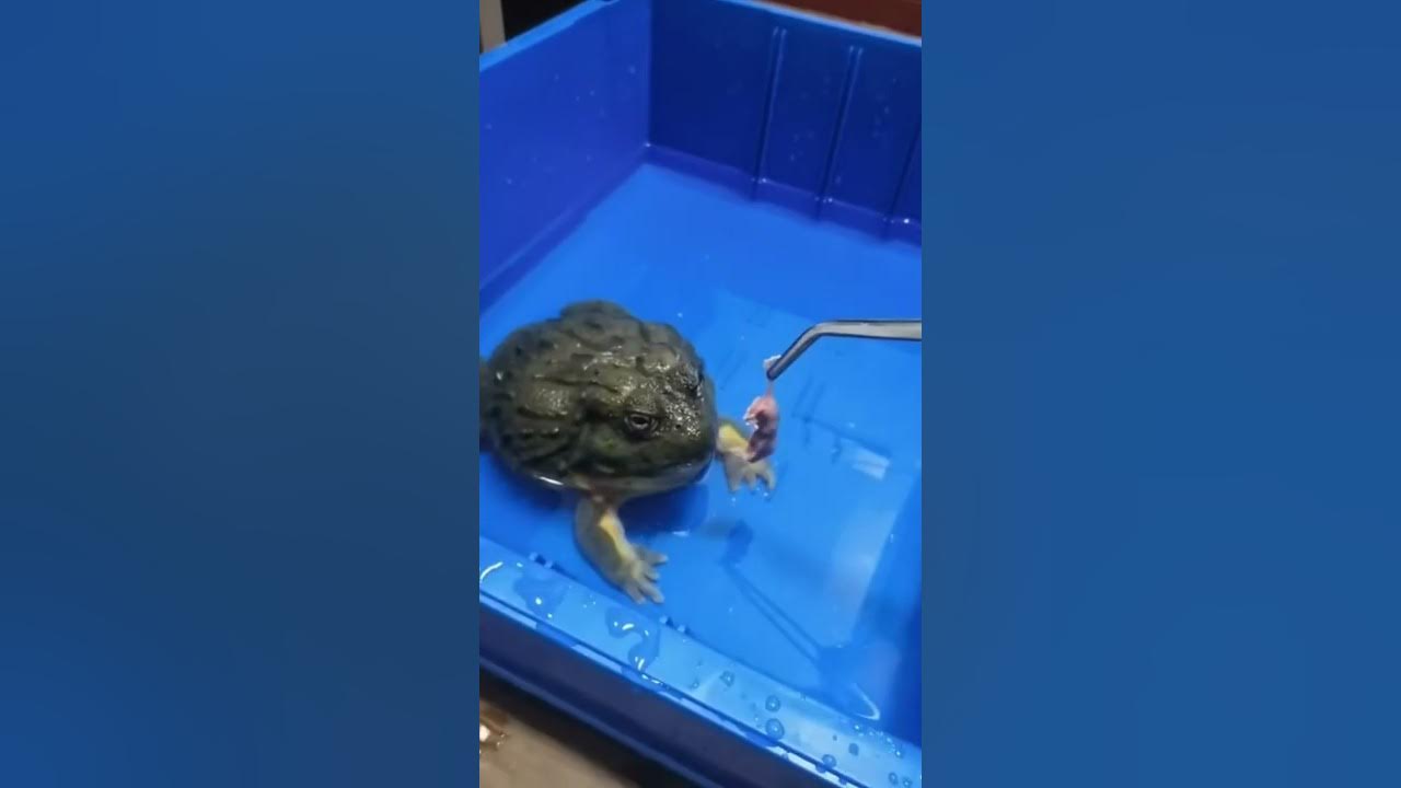 Feed all pet frog #frog - YouTube