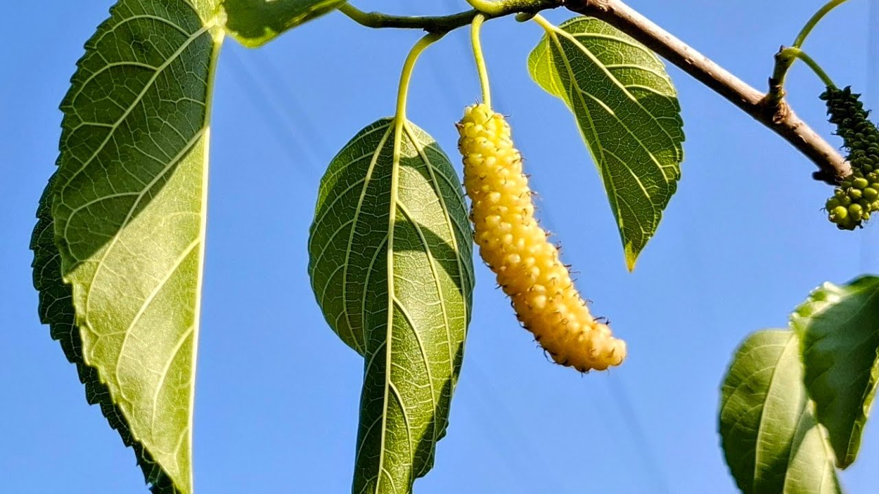 Tastiest Long Mulberry (Morus wittiorum var Taiwan Long vs M. macroura Saharampur) taste of Melons