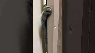 放送室に入りたいコテン #猫のいる暮らし thumbnail