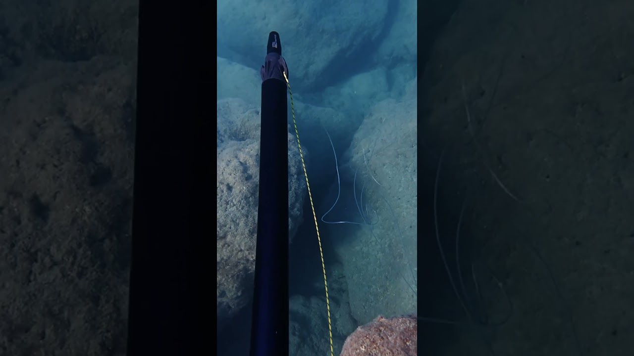 Αγριόσαλπα δεν την γλίτωσε! #ψαροντούφεκο #spearfishing #headshot #fishing #greece #ψάρεμα