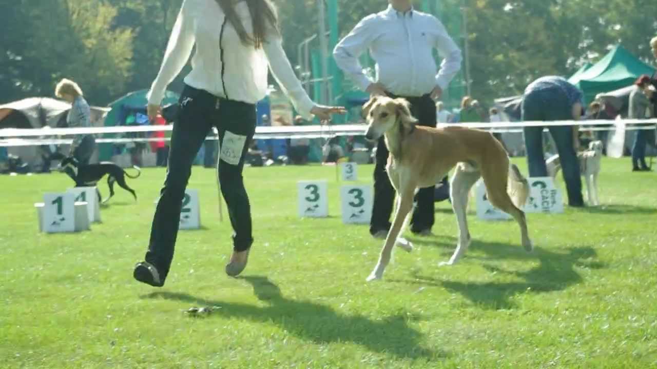 saluki movement dog show YouTube