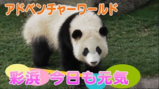 彩浜 今日も元気 アドベンチャーワールド