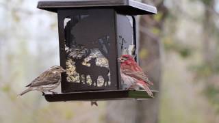 Purple Finch | Male and Female Finches at the Feeder