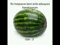 bu karpuzun beni ünlü ediceyini kanıtlıyorum #keşfet #keşfetbeniöneçıkar #karpuz #fyp