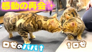 【感動の再会】ロゼがパパとママと3年越しの再会！！ロゼが誰に似てるかわかりやすすぎ！！！