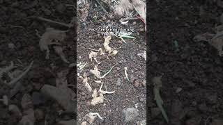 Monsoon Arrowroot planting | നീല കുവ്വ