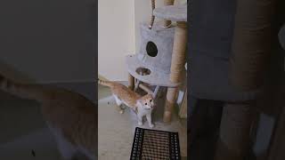 Kittu,Lily and their friends cute compiled moments #kittuandlilysworld #catvideos #cat #funnycats