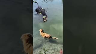 Download Lagu Panik!!! Seekor Anjing di datangi Mahluk aneh di tepi sungai #animals #anjing #mahlukaneh MP3