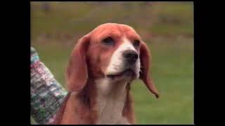 The American Kennel Club Video Collection The Beagle [VHS]