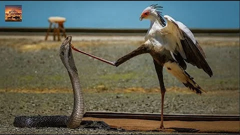 Secretary Bird vs. King Cobra: Wild African Survival Battle.