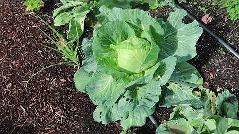 Annie Mims Community Garden - Eugene OR - October ...