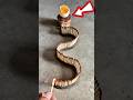 Unique Egg Frying For Breakfast Episode 36 Ytshorts Unique Egg Frying For Breakfast Episode 36 Ytshorts