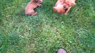 6 weeks old Mini Dachshund Puppies 20090601 Nebo Shadow 200