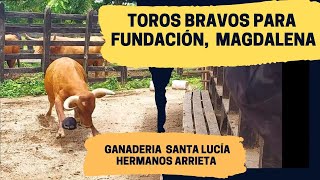 Toros bravos para Fundación, Magdalena |Ganadería Santa Lucía de los Hermanos Arrieta.