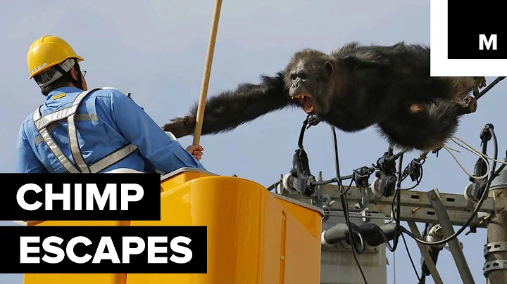 Chimp Dances on Power Lines in Daring Escape From Japanese Zoo