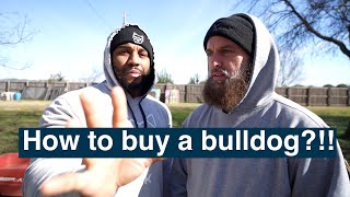 How to buy a bulldog? Chris Moore bulky Built!