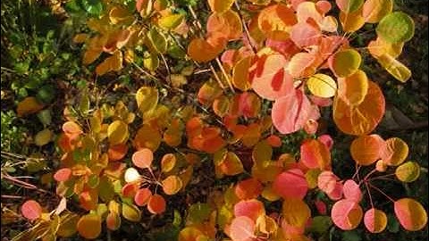 Natural Pigments - links to documentary