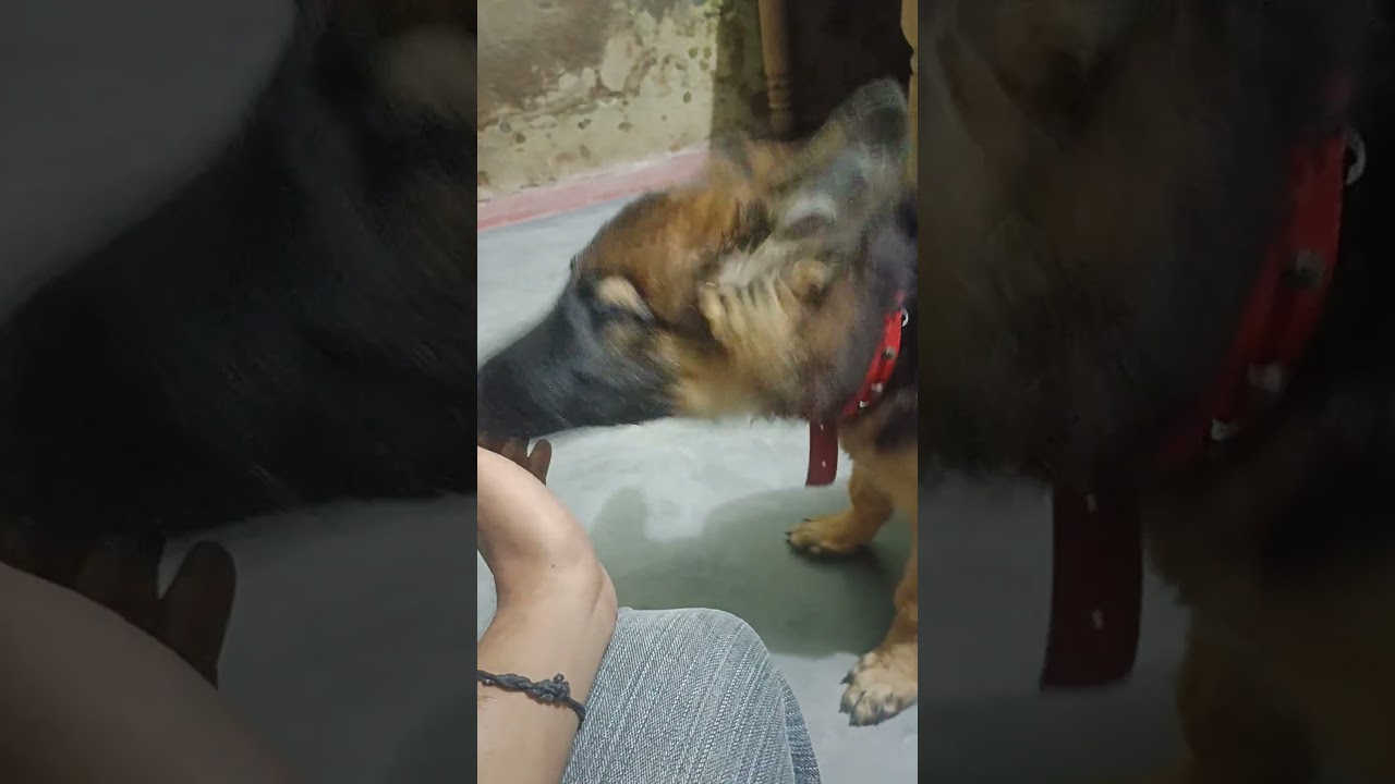 garman shepherd puppy 3 moth ka lod pupy