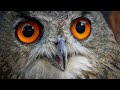 Some Of The Best Owl Sounds Different Types Of Owls And Their Sounds Owls Singing Owl Calls 