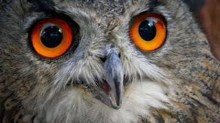 Some of The Best Owl Sounds - Different Types of Owls and Their Sounds - Owls Singing - Owl Calls