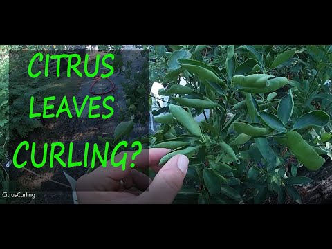 2 Reasons Why Your Citrus Leaves Are Curling | Leaf Curl