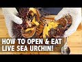 How to open and prepare LIVE Sea Urchin Uni