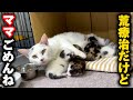 生後11日の子猫の目脂が深刻なので獣医師に相談し引越しまで完了しました