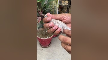 Java Sparrows & Exotic Dove Breeding Setup! 🕊️✨ #BirdLovers #Shorts