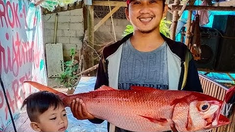 Ruby snapper on Vertical Jigging | Spot Siquijor Port | Siquijor Philippines