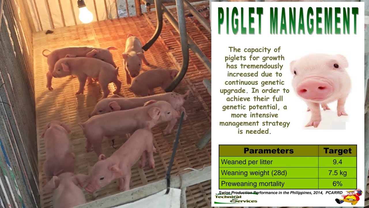 Pag-aalaga ng Biik | Basic Swine Raising Guide