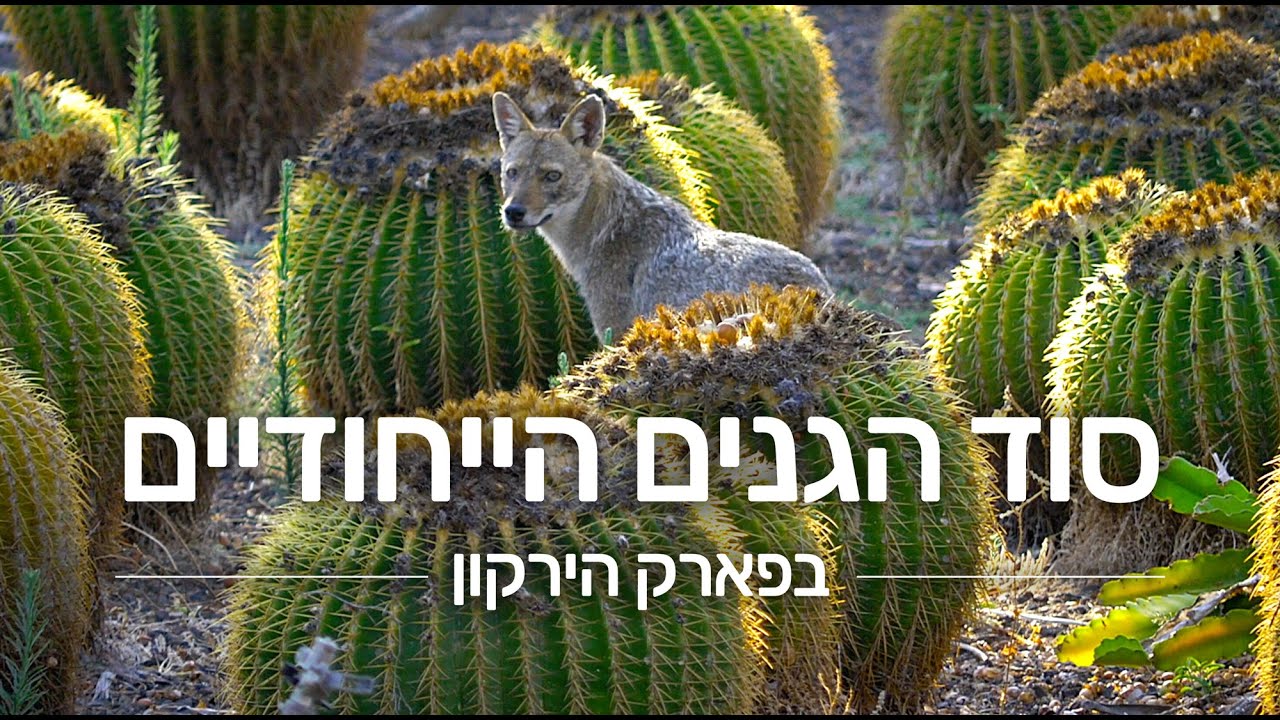 גן הסלעים, גן הקקטוסים, הגן הגזום | פארק הירקון - גני יהושע