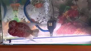 Ikan lohan jambul merah ( story wa )