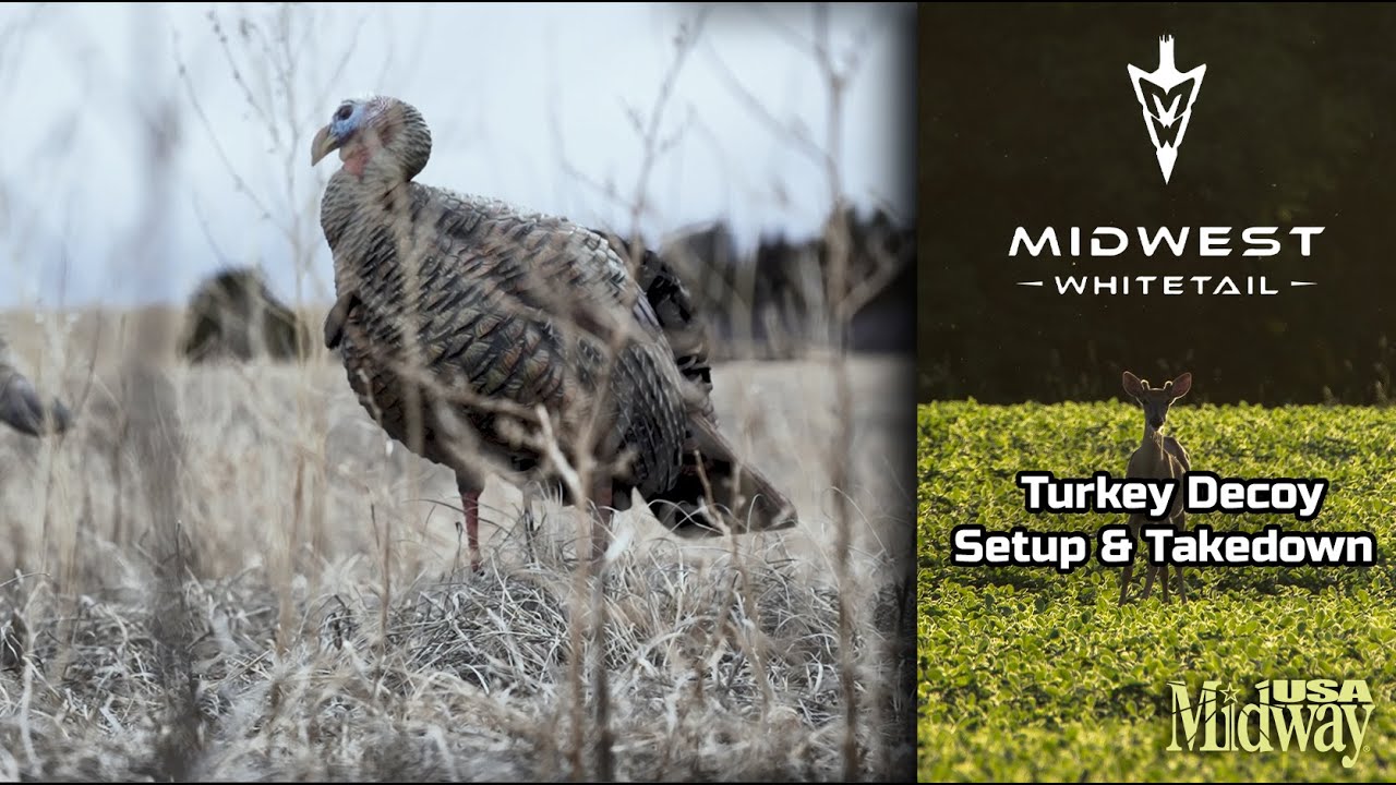 What to Know About Turkey Decoy Set Up and Take Down Midwest