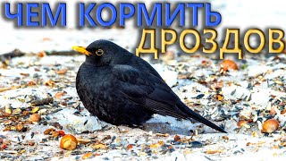 Дрозды Зимой – Чем Подкормить?