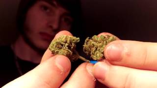 Lemon haze strain review/ smoke sesh part 1