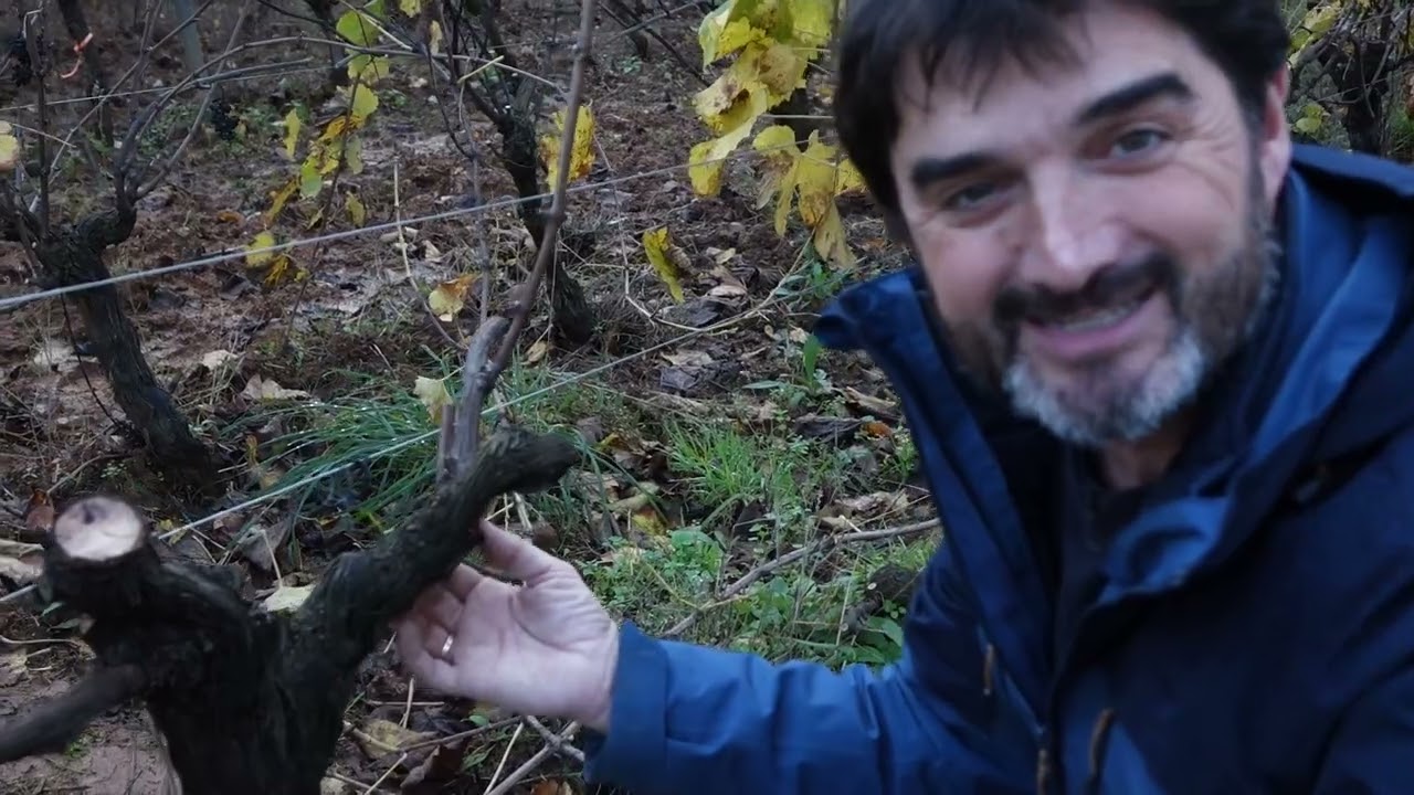 As claves para facer a poda do viñedo en guyot