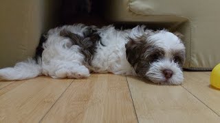 What Do the Puppies Eat  Day 50  Puppies Journey