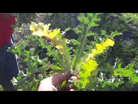 Tagarninas y cardillos silvestres | Alimentación natural hqdefault