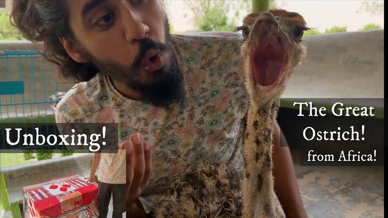 OSTRICH Unboxing! India's First Ever!