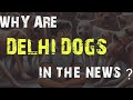 Delhi Dog Case Explained: Supreme Court’s New Rules for Stray Dogs