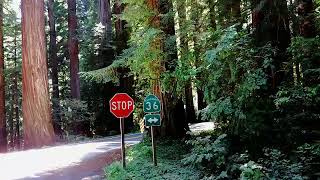 GRIZZLY CREEK REDWOODS STATE PARK  HUMBOLDT COUNTY CALIFORNIA USA