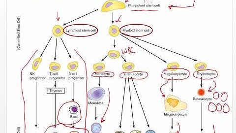 Ch 20 Hematologic System and Clotting
