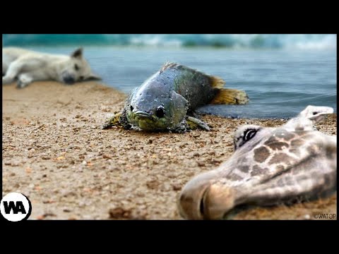 Video: Why Animals Are Dying Out