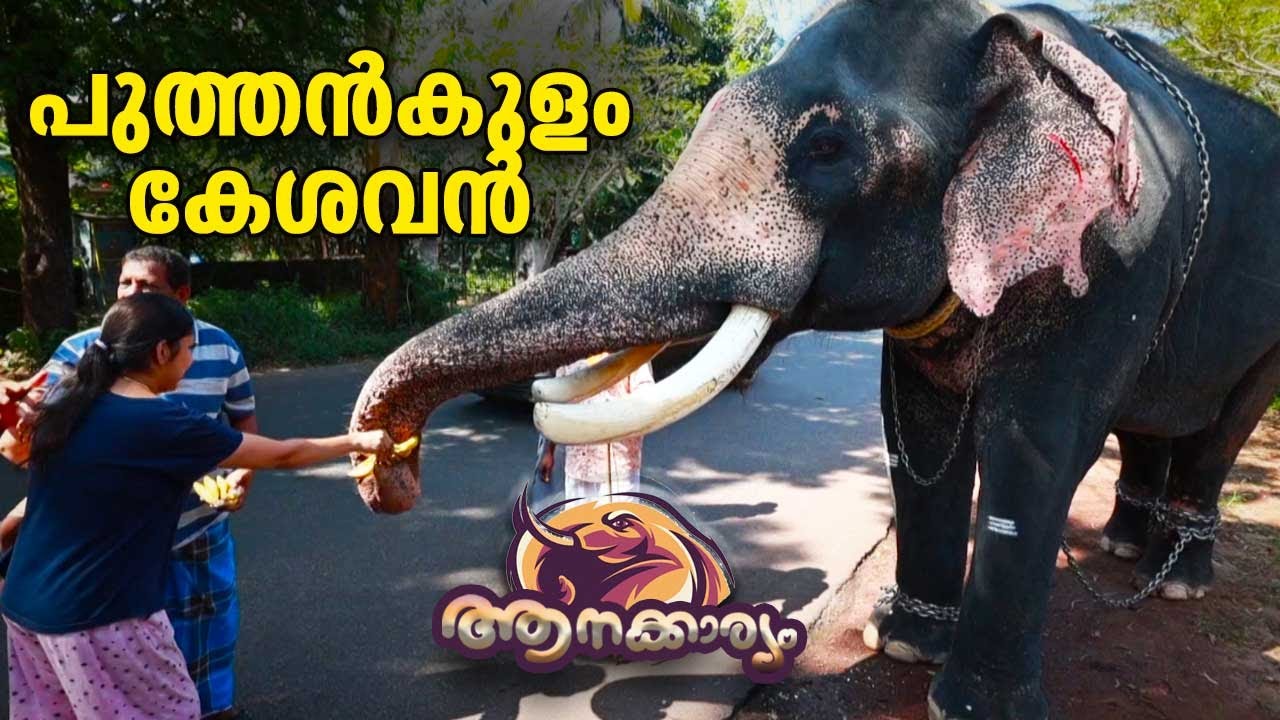 EP 11 | പുത്തൻകുളം കേശവൻ | Puthenkulam Keshavan | Aanakkaryam