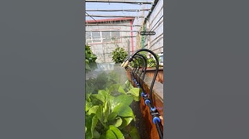 Hướng dẫn lắp trọn bộ phun sương béc đồng uốn cong 360 độ GIÁ RẺ dễ lắp ko cần máy bơm #becphunsuong